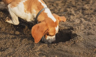 Patili Dostlarımız